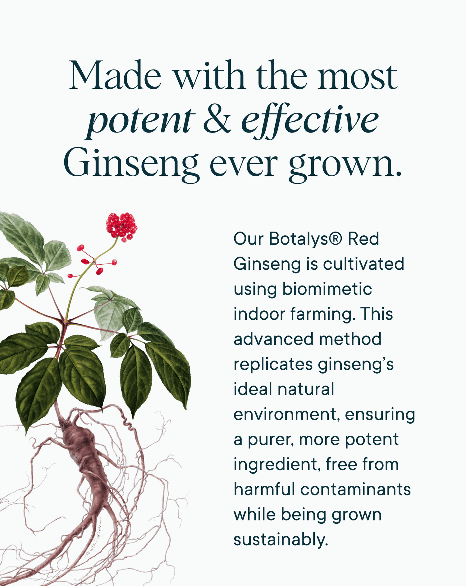 Ora Organic Stress Support - Made with the most potent and effective Ginseng ever grown