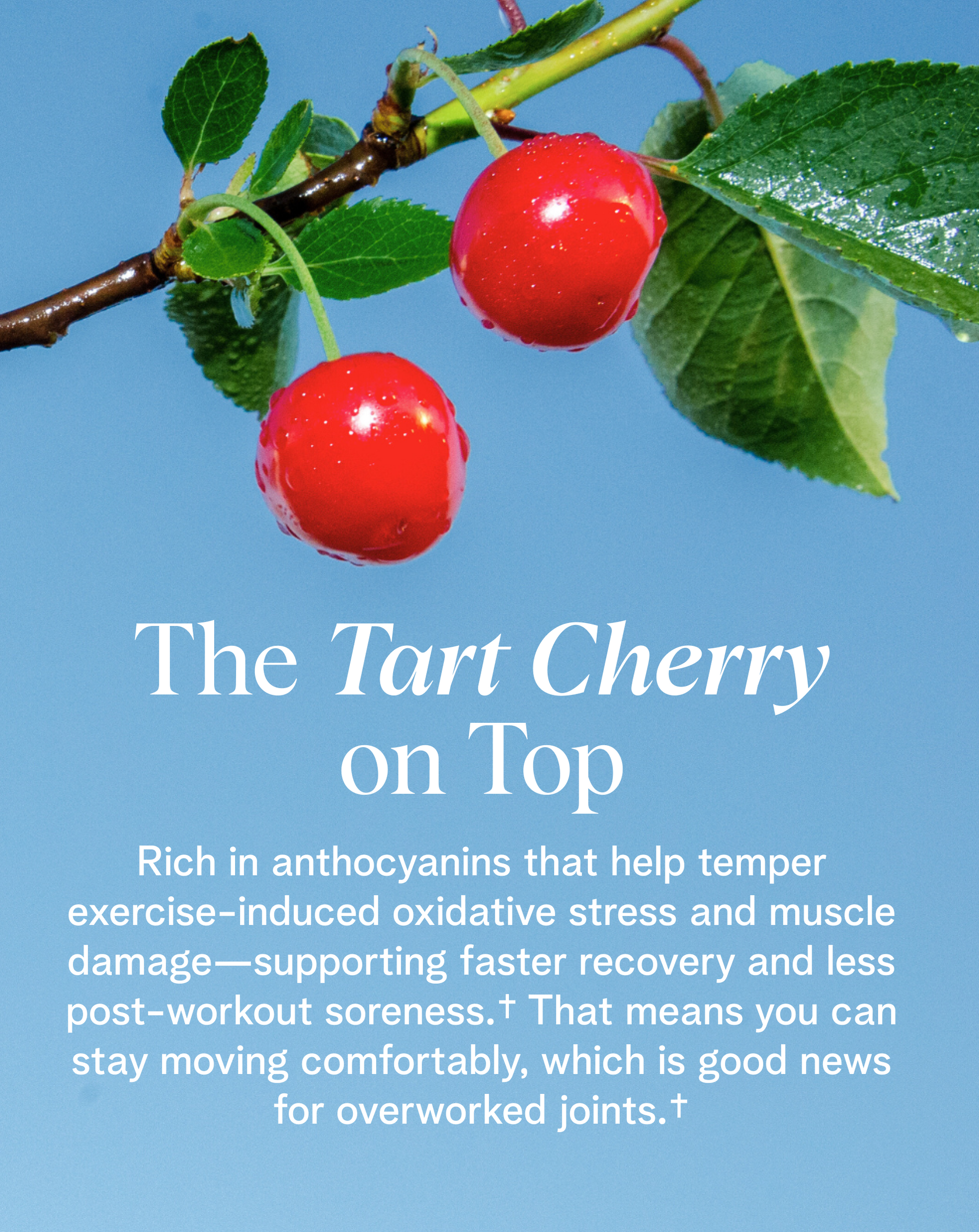 The Tart Cherry on Top - Ora Organic Plant Protein for Lifelong Strength