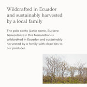 Sustainably sourced palo santo from Ecuador used in Annmarie Hair & Body Mist