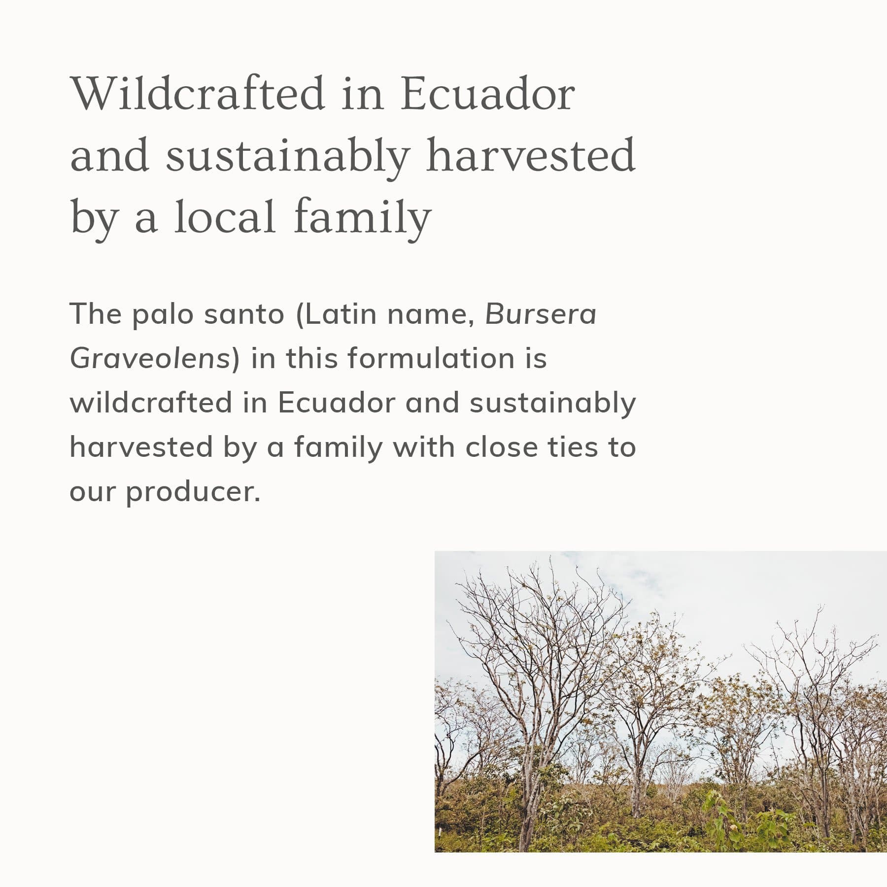Sustainably sourced palo santo from Ecuador used in Annmarie Hair & Body Mist