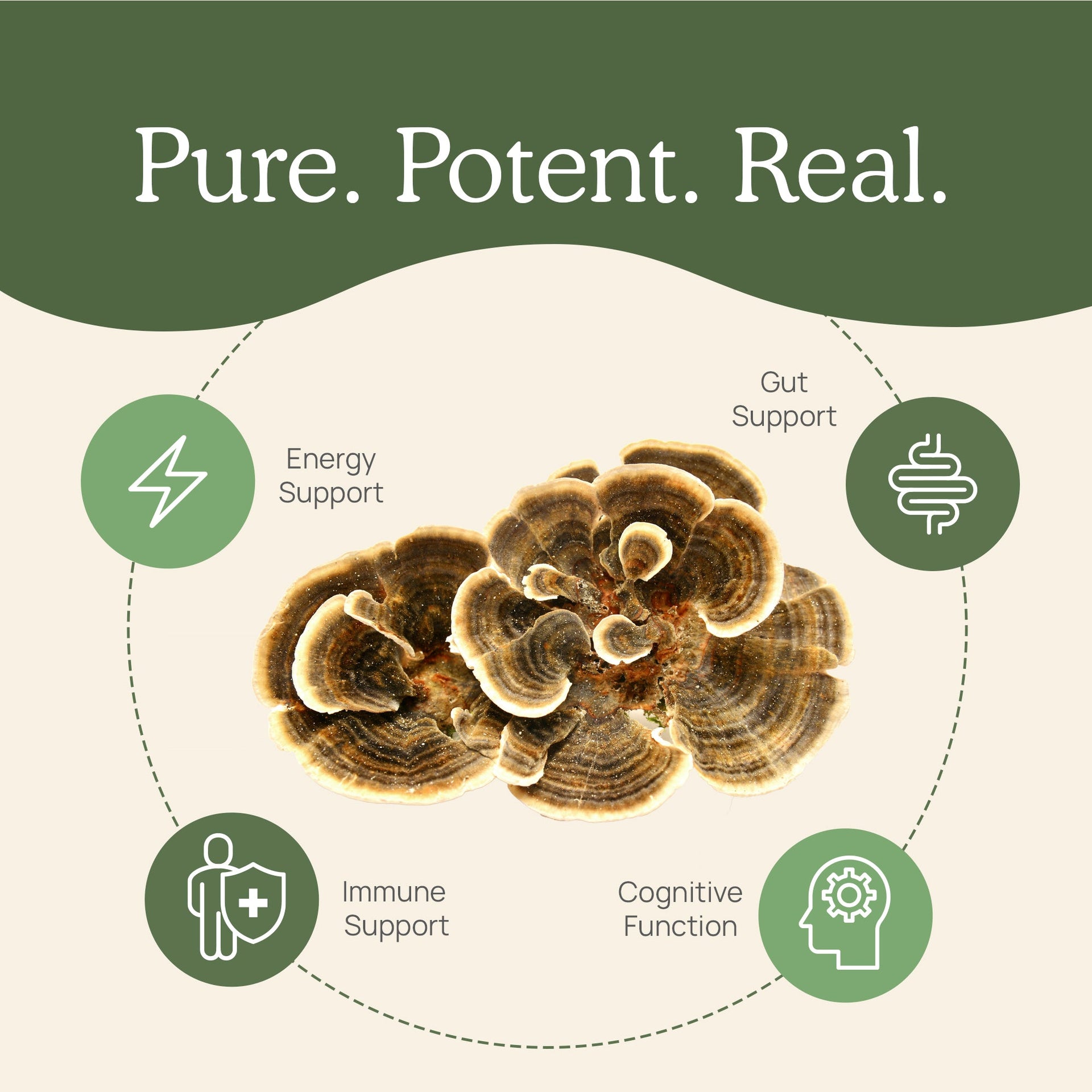 Turkey Tail Mushroom Capsules is for immune support and cognitive support