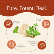 Real Mushrooms RealClarity Supplement Benefits