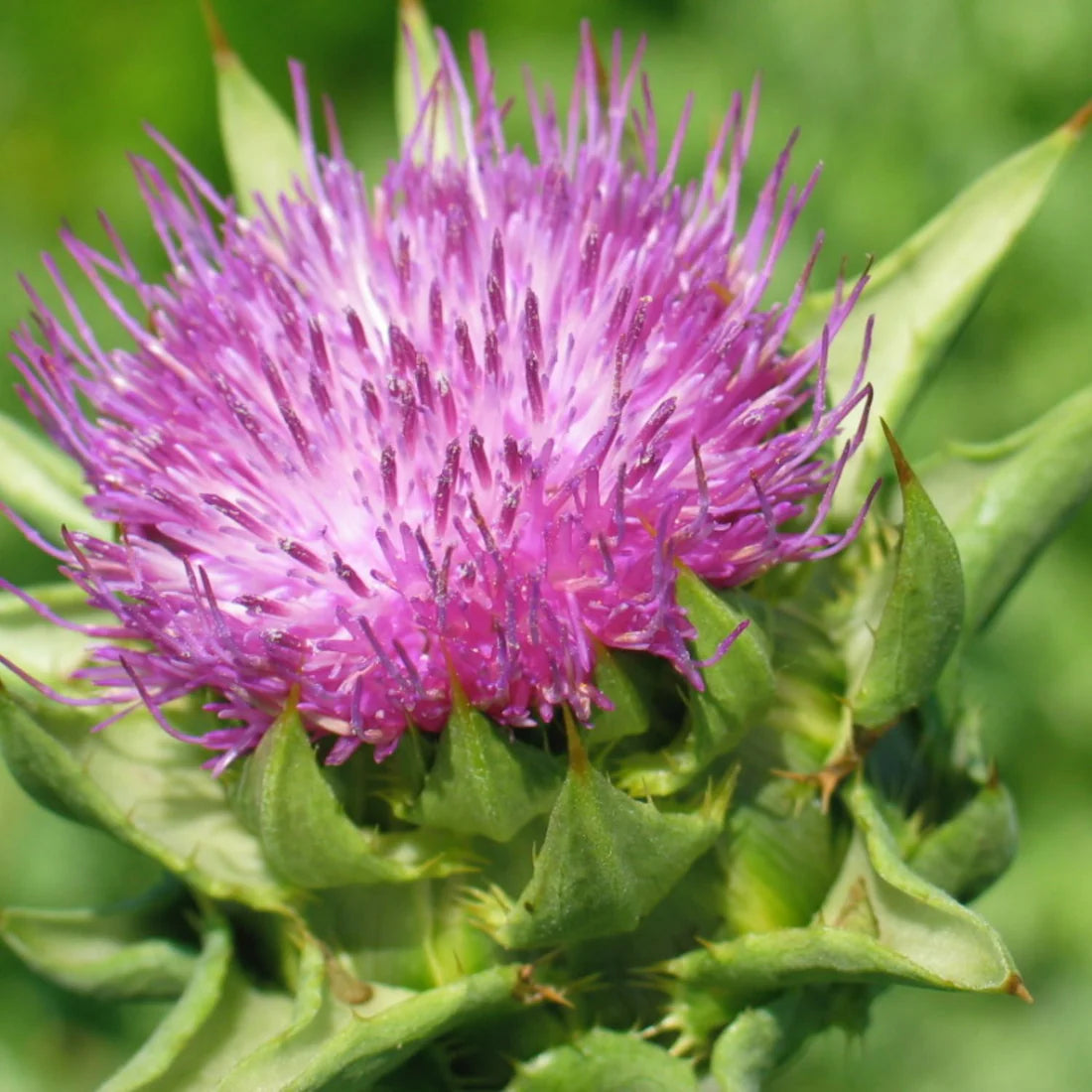 Herb Pharm MILK THISTLE EXTRACT - 1 OZ