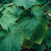 Herb Pharm KAVA EXTRACT - 1 OZ