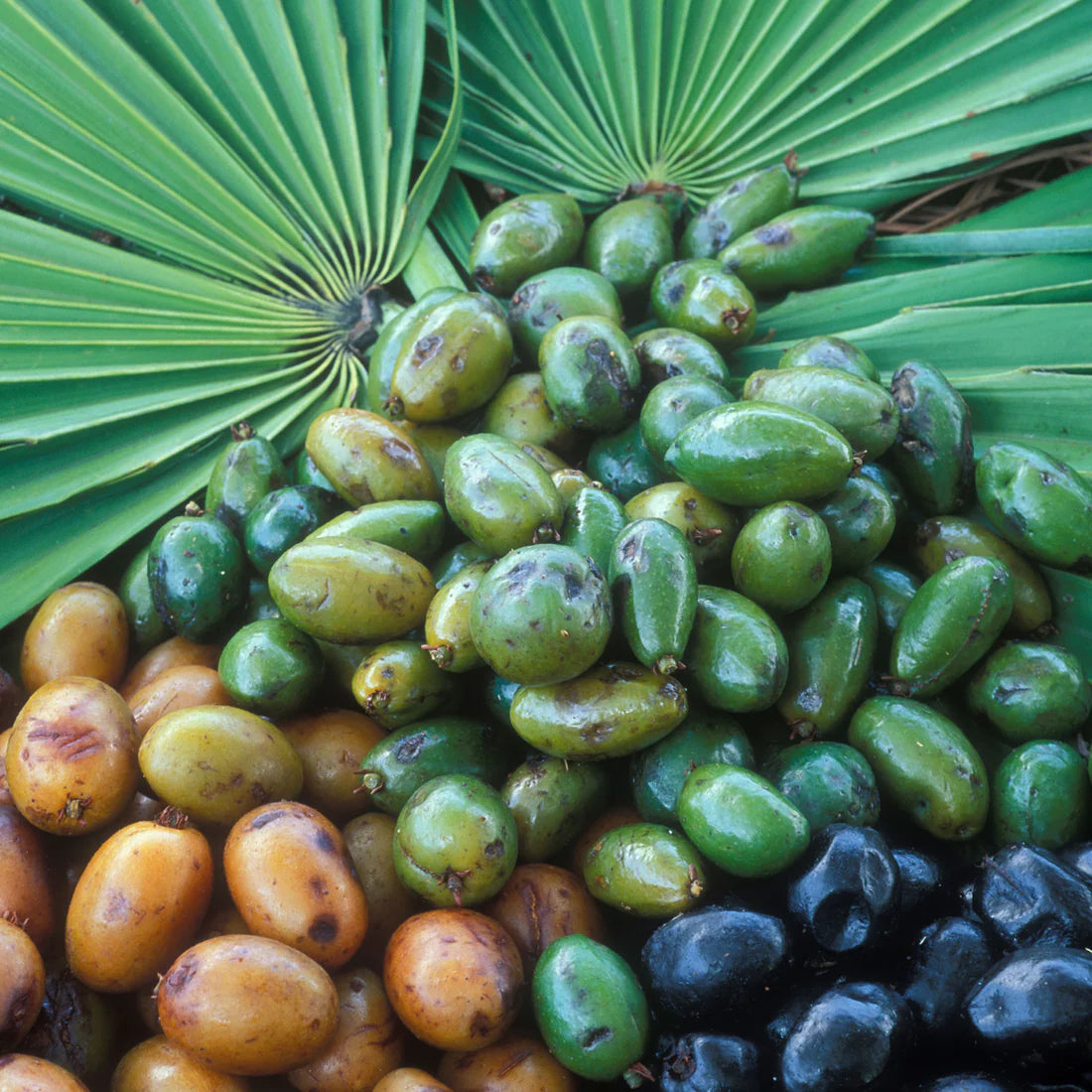 Herb Pharm SAW PALMETTO EXTRACT - 1 OZ