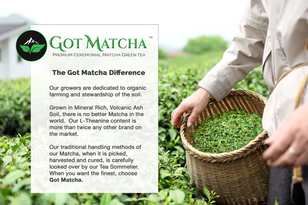 Got Matcha - MATCHAGA Matcha Chaga Blend