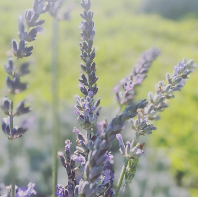 June Bloom Lavender Oil Roll-on