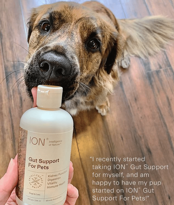 ION* Gut Support For Pets - 8 oz